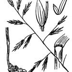 Kengia serotina その他の提案