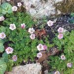 Saxifraga × arendsiiBlodyn