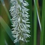 Eleocharis interstincta 花