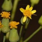 Emilia abyssinica Flower