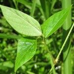 Vigna vexillata Folha
