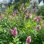 Spiraea salicifolia Blomma