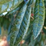 Berberis julianae 叶