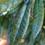 Berberis julianae Leaf