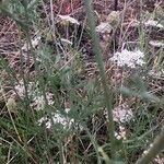 Daucus carota Ліст