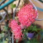Kleinia stapeliiformis Flor