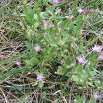 Centaurium pulchellum Vekstform