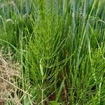 Equisetum arvense Habitus