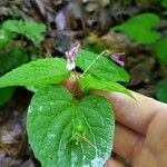 Viola canadensis Blüte