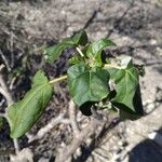 Uncarina stellulifera Leaf