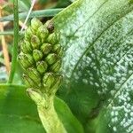 Neottia ovata Flower