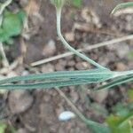 Agrostemma githago 葉