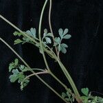 Corydalis caseana 形态