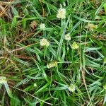 Cyperus brevifolius Flower