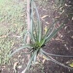 Tillandsia fasciculata Blad