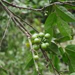 Greenwayodendron suaveolens Fruto