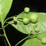 Gymnanthes riparia Fruto