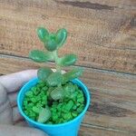 Sedum hernandezii Foglia