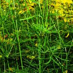 Coreopsis verticillata Лист