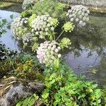 Angelica sylvestris फूल