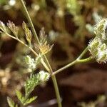 Torilis leptophylla Fruit