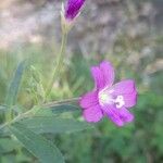 Epilobium hirsutumКвітка