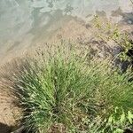 Carex nigra Habitus