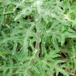 Eriophyllum stoechadifolium পাতা