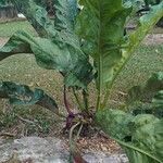 Anthurium schlechtendalii Yeri