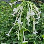 Nicotiana sylvestris 花