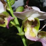 Eulophia horsfallii Flower