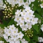 Spiraea × vanhouttei Õis