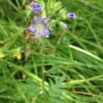 Polemonium occidentale Hábito