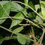 Acalypha apodanthes Folla