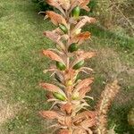 Acanthus spinosus आदत