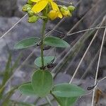 Hypericum hirsutum 葉