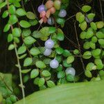 Sphyrospermum buxifolium Meyve
