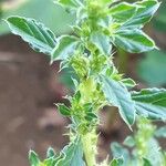 Amaranthus albus Leaf