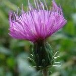 Carduus nutans Lorea