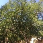 Ficus salicifolia Συνήθη χαρακτηριστικά