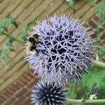 Echinops bannaticusKukka