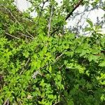 Rubus occidentalis Leaf