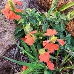 Crossandra massaica Flower