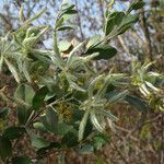 Guiera senegalensis Fruit