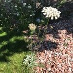 Daucus carotaBlüte