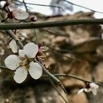 Prunus scoparia Flor