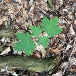 Acer spicatum Lam.Blad