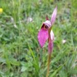 Serapias lingua Flor