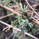 Artemisia alba Hoja