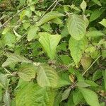 Callicarpa americana Leaf
